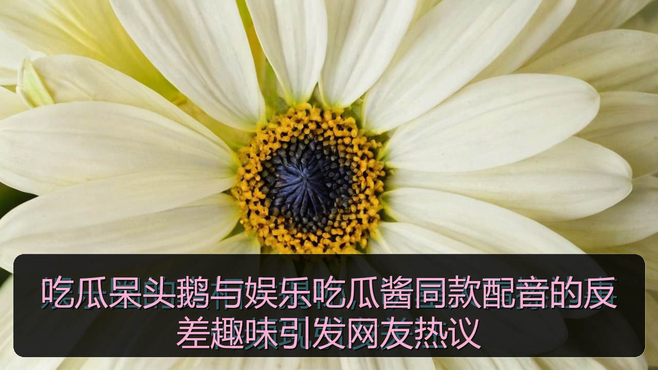 吃瓜呆头鹅与娱乐吃瓜酱同款配音的反差趣味引发网友热议